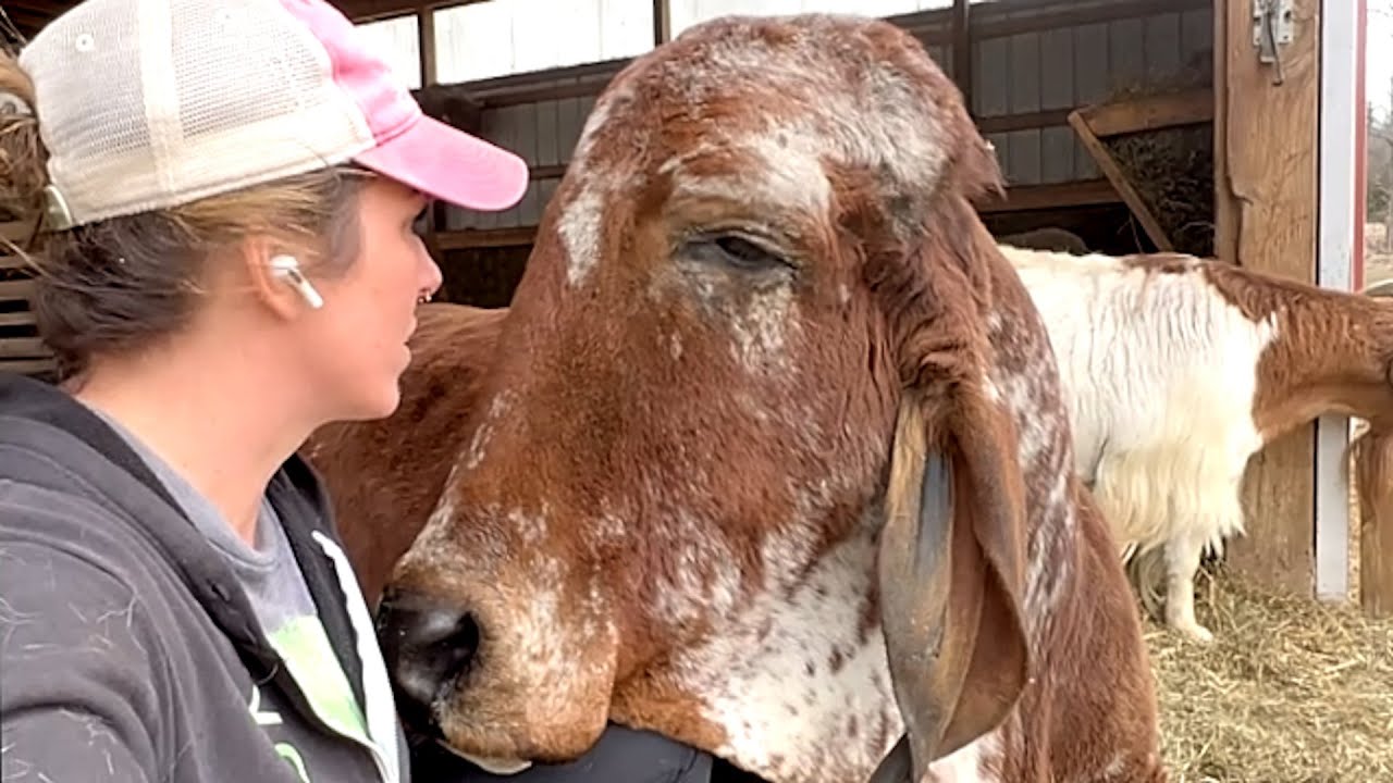 Rejected bull just wants to be everyone's friend