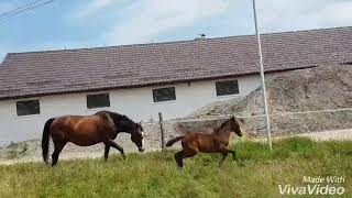 Wideo od Uranus Touch