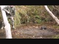 DP trap in action- live coon catch on trail camera