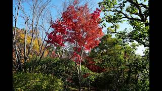 Download lagu 龍安寺 紅葉 2025｜サン＝サーンス《サムソンとデリラ》 「あなたの声に私の心も開く」６つの響き＋ドビュッシー：小舟にて。 — 永久保存 第6弾 — mp3