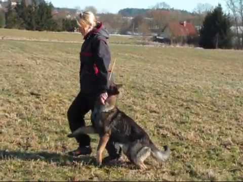 Astoria Daniel Bohemia - obedience 3/2013