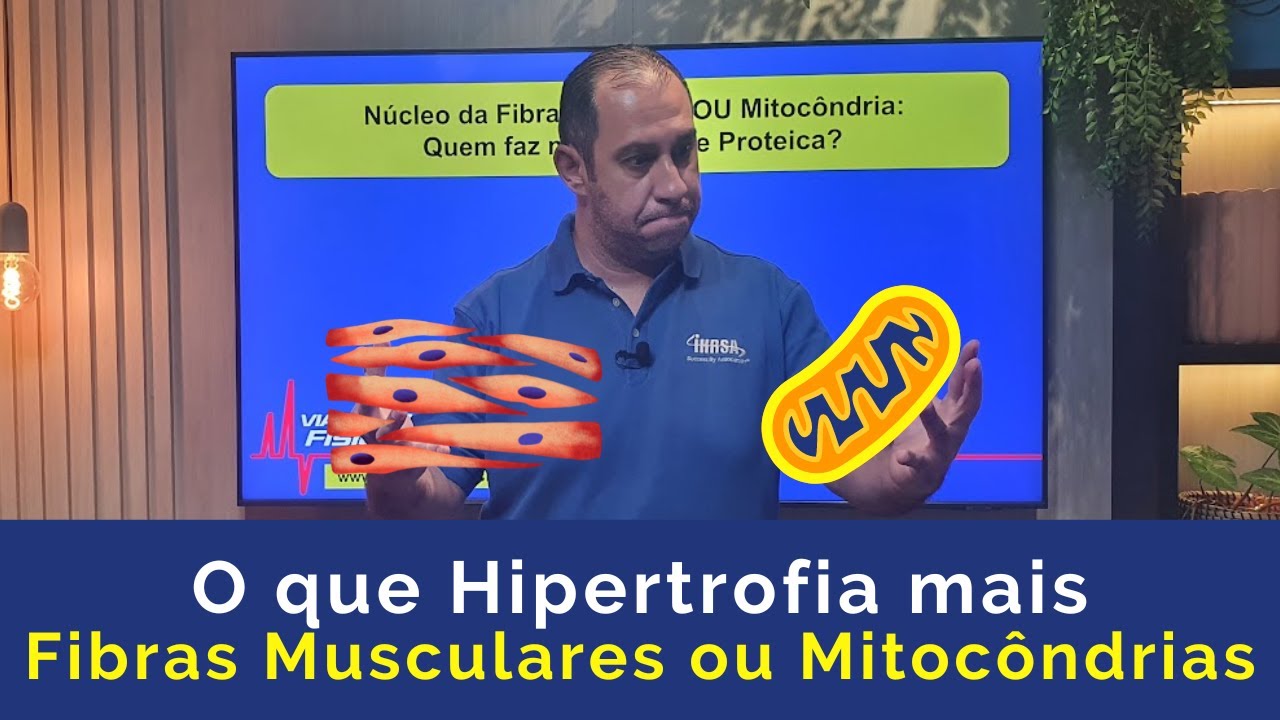 O que Hipertrofia mais as Fibras Musculares ou as Mitocôndrias?