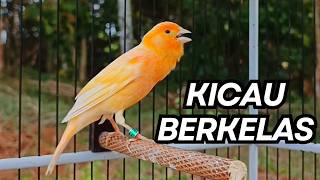 Download lagu Kenari Gacor Ngerol Sampai Tuntas – Cocok untuk Isian & Pancingan  Kenari PAUD AGAR BUNYi!! mp3