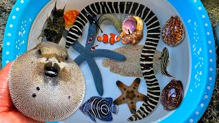 Download lagu WOW! Tangkap ikan buntal dan belut, kelomang, siput, keong, ikan hias, ikan nemo, bintang laut mp3 Download lagu WOW! Tangkap ikan buntal dan belut, kelomang, siput, keong, ikan hias, ikan nemo, bintang laut mp3