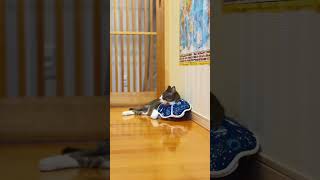 おはようニャー