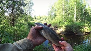 Хариус ловля на малых лесных речках