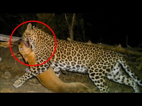 10 Dogs Caught on Video That Faced Off Leopards