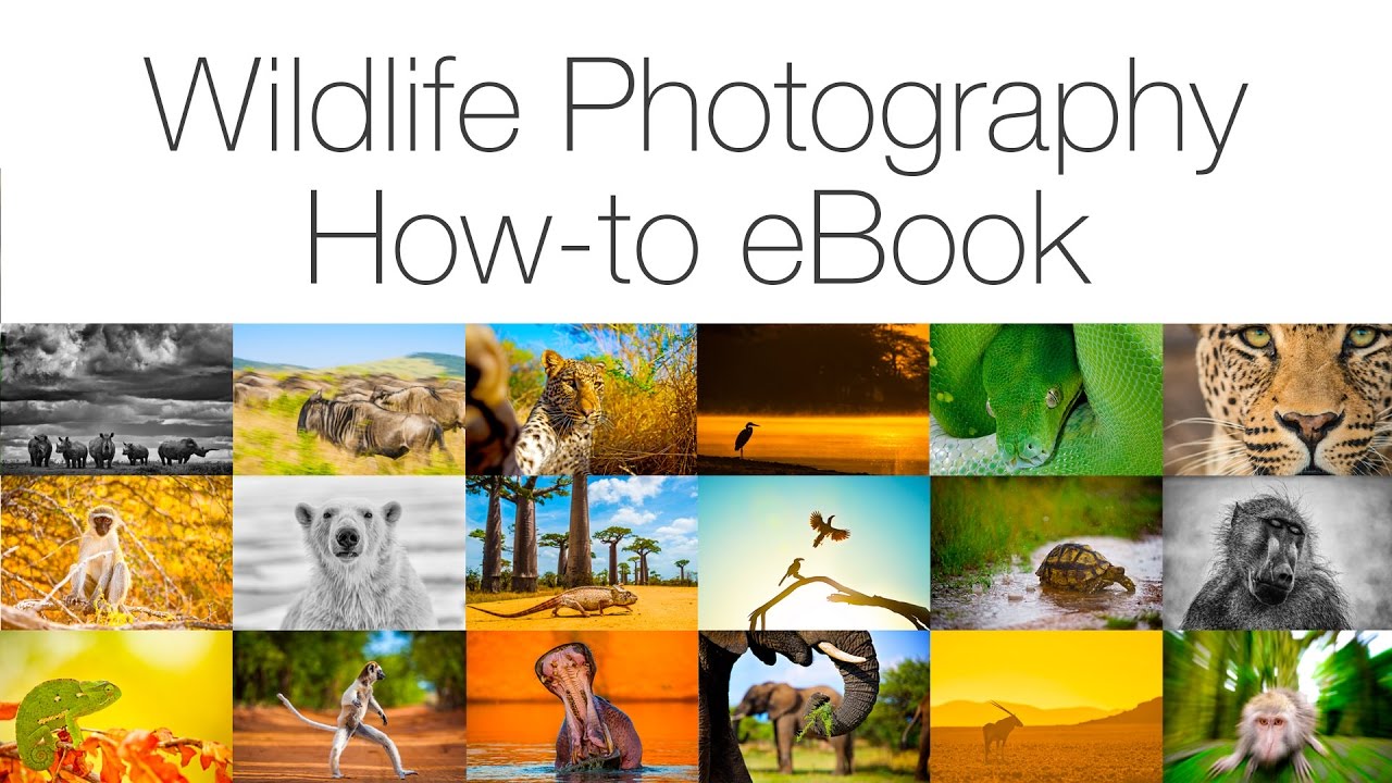 Wildlife Photography How-To eBook