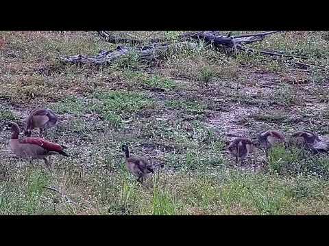 Djuma: Egyptian Goose family - 16:08 - 01/29/2022