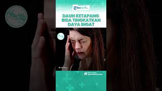 Cara Meningkatkan Daya Ingat dengan Minum Rebusan Daun Ketapang, Ini Manfaat untuk Tubuh