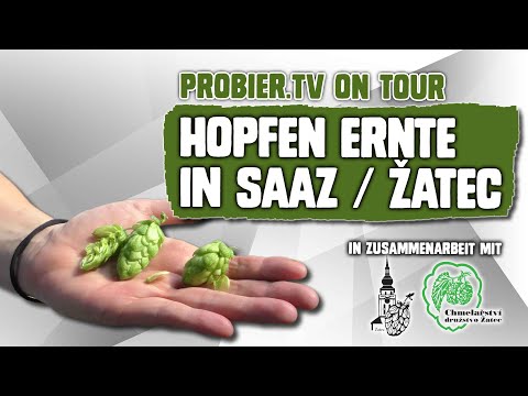 ON TOUR | Hopfenernte in Saaz / Žatec, CZ  | Craft Bier Video #2128