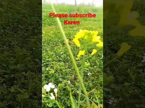 gaon ka mahool beautiful nazira