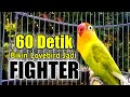 LB Mu MALAS BUNYI Pakai Pancingan Suara Lovebird Gacor Fighter Ini Aja BOS Dijamin LANGSUNG NYAUT