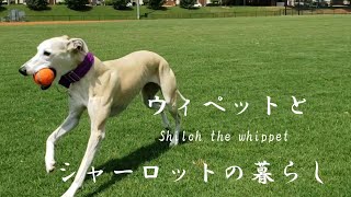 まるでひとりっこなウィペット、もうすぐ２歳