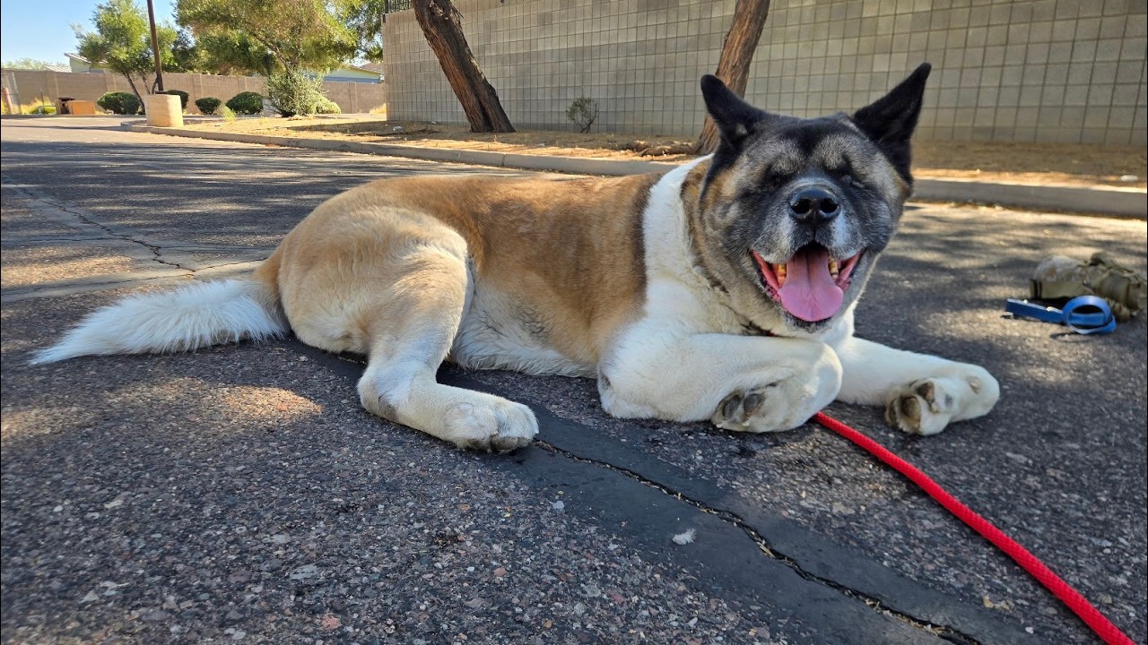 Enlarge Kolby, a ADOPTABLE Akita in Queen Creek, AZ video 3/6