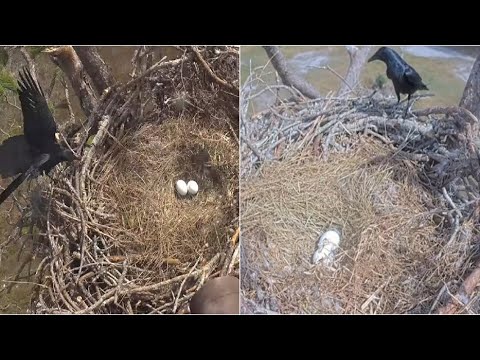 SWFL Eagles ~ M15 & F23 Eggs UNATTENDED 2 HOURS! A Grackle LANDS On Nest Twice! Eggs Are OK! 12.2.25