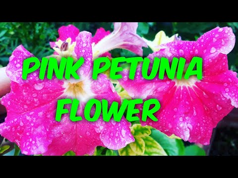 Beautiful Pink Petunia Flowers From My Garden🌸🌸🌸# Petunia Flower# Pink petunia