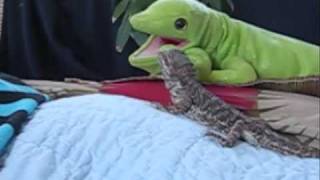 Lizard Tait&#39;s 4th Video - Bonded