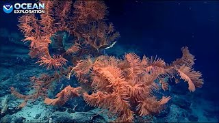 NOAA Ocean Explorer Dive 19:  Amazing!! A Giant black coral!!