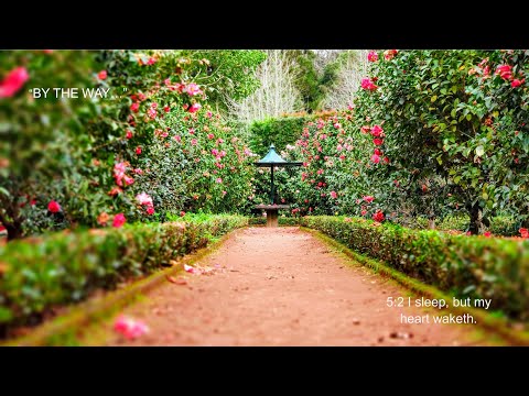 303. Song of songs, 5:2 I sleep, but my heart waketh.