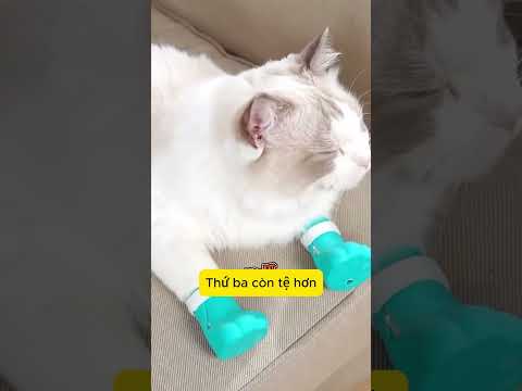 #catlovers #thucung #pets #nuoimeo #mèo Bạn tưởng là đang giúp mèo, hoá ra là đang hại mèo