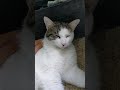 White Tabby Cat Is Not Sure About New Place