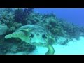 Mar Adentro Diving, Mahahual, Mar Adentro Diving, Mahahual (Majahual), Mexiko