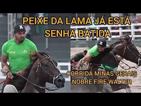PEIXE DA LAMA JÁ ESTÁ SENHA BATIDA CORRIDA MINAS GERAIS NOBRE FIRE WALTER