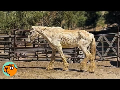 Shy Horse Walks Off The Trailer And Finds the Best Life | Cuddle Buddies