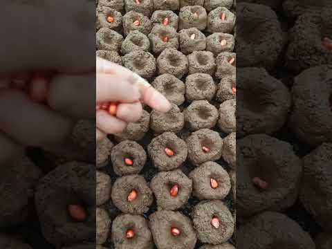 Traditional corn seedling cultivation methods#farming #agriculture #satisfying #farmingtraditions