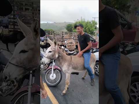 TODO SÁBADO TEM NA FEIRA DE ANIMAIS DE UMBUZEIRO PARAÍBA