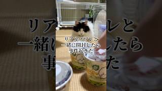 ちい沼リヴァイ #ちいかわ #リヴァイ #ガチャガチャ #声真似