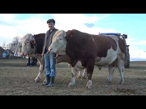 Caii lui Daniel de la Valea Mare de Cris, Bihor - 2025 Nou!!!