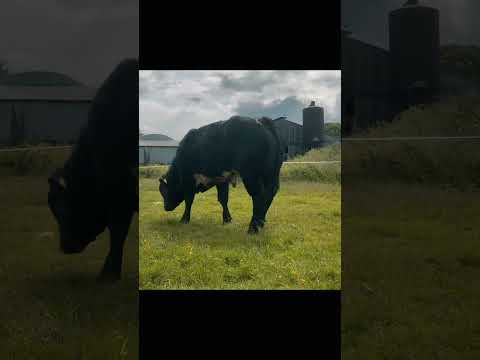 Bull - Image 2