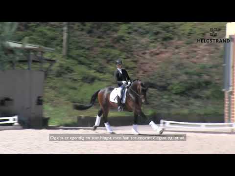 Dynamic Dream by Dream Boy / Sir Donnerhall I - stallion born 2017 DK