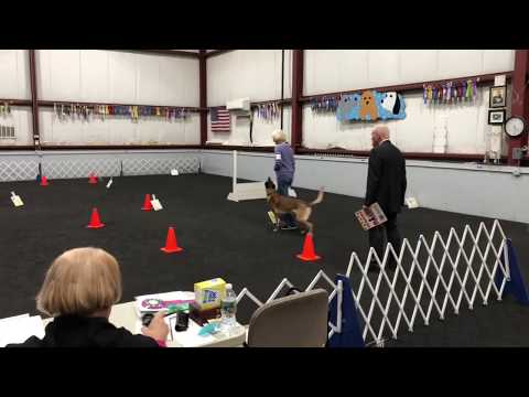 Saju, AKC Rally Advanced, 1st Place, Perfect Score 100!