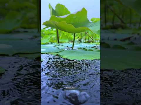 When Rain Fell & We Laughed — Monsoon Childhood Memories