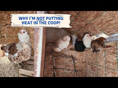 Do I need to add heat to my chicken coop? | No-Heat Chicken Coop in Northern Canada