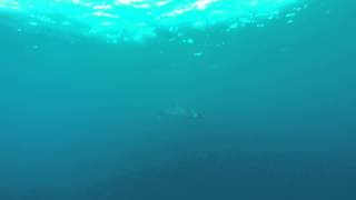 Minkie Whale swims close to boat on Great Barrier Reef while at our mooring.  Best Snorkelling encounter for a couple of years.