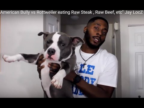 "American Bully vs Rottweiler eating Raw Steak , Raw...