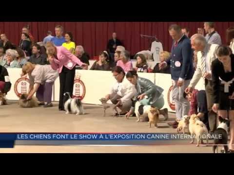 comment participer a une exposition feline