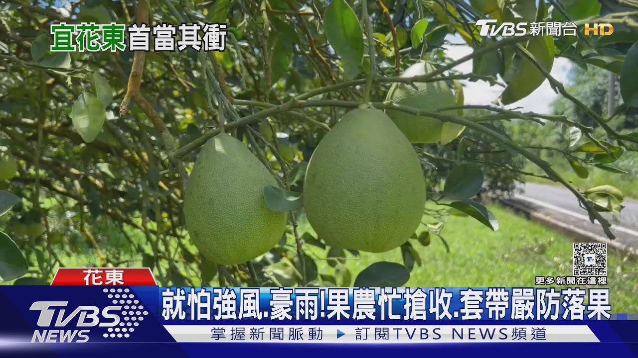 楊柳來襲！花東果農挫咧等　若遇強風落果　中秋恐吃嘸文旦