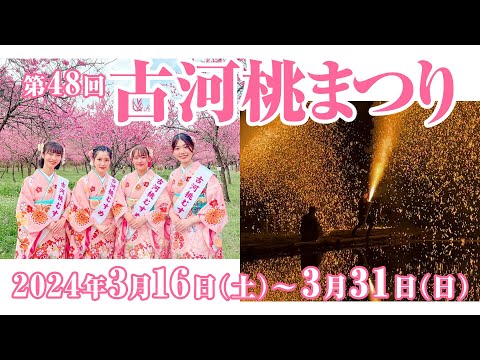 第48回 古河桃まつり #桃まつり #手筒花火 #花桃