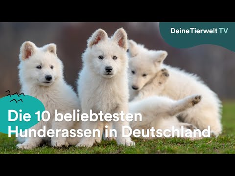 Die 10 beliebtesten Hunderassen in Deutschland