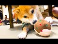 Cute! Visiting the Shiba Inu (Dog) Cafe in Asakusa, Tokyo | animal cafe Japan