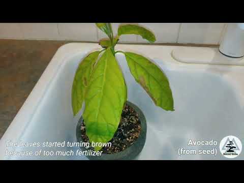 Avocado from seed - Leaves turning brown