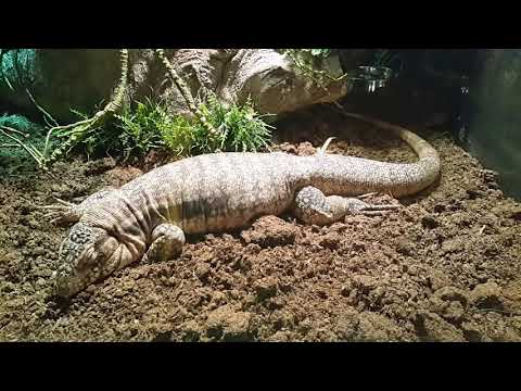 At Reptile House at Dubai Safari Park 12.12.2017