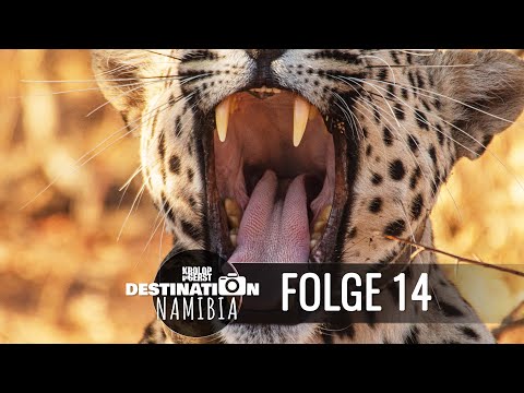 Destination Namibia 🐆 14 - Finale mit Wildkatzen auf Okonjima! 📷 Reisefotografie Doku - Krolop&Gerst