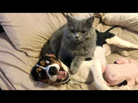 Ultimate Funny Dogs and Cats Video - Try Not To Laugh Challenge with Hilarious Pets