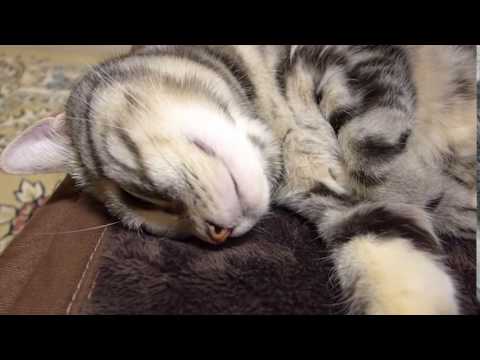 Kelvin Koslow,  a cat who sleeps with a pillow as usual clip2